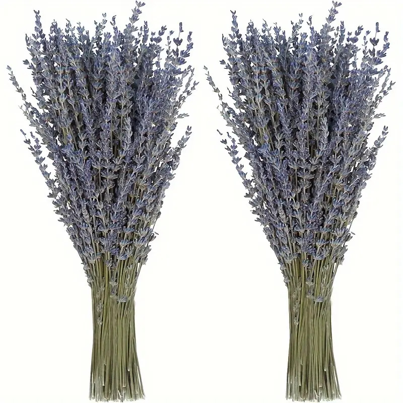 200pcs/Bunch Lavender Dried Fl - Flower Supplies のレビューと価格