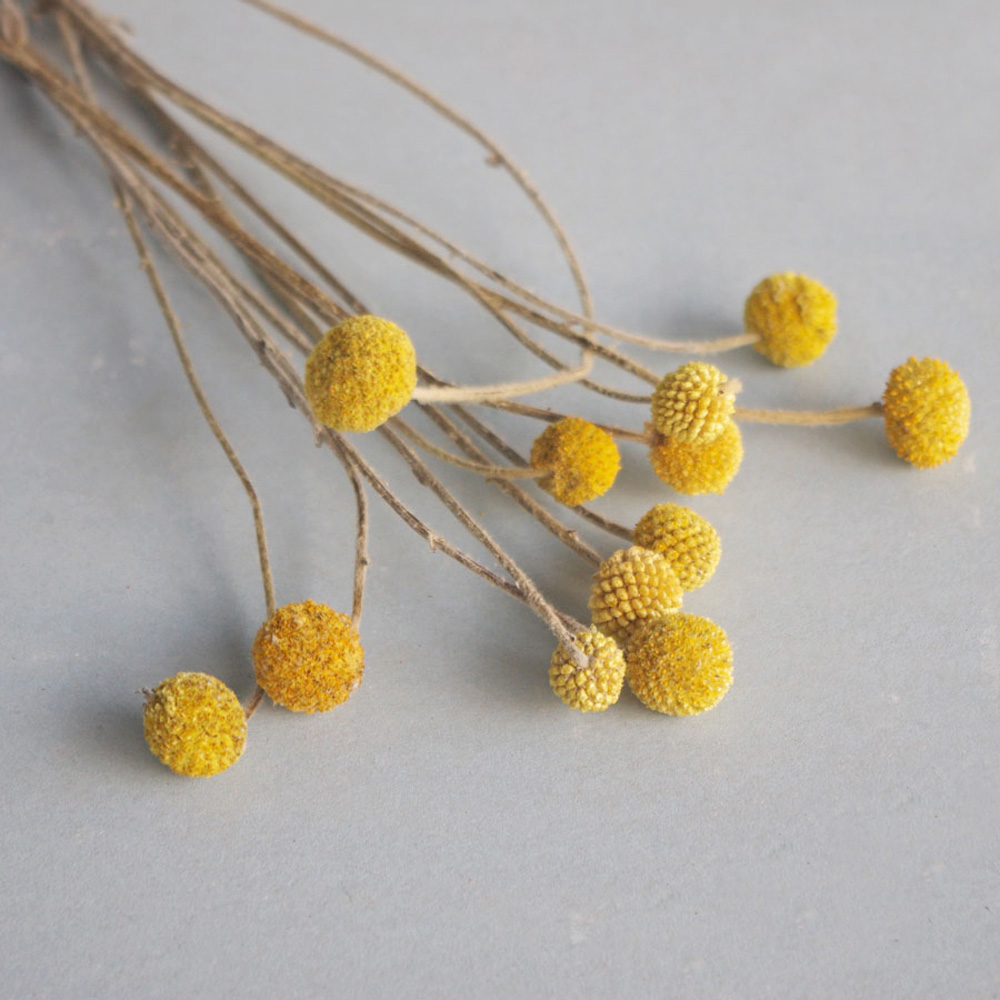 20pcs Natural dried Craspedia  - Dried Flower Bunch のレビューと価格