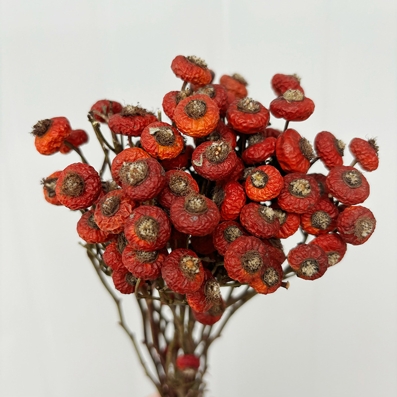 10pcs/Bunch Dried Rose Hip Ber - Dried Flower Bunch のレビューと価格