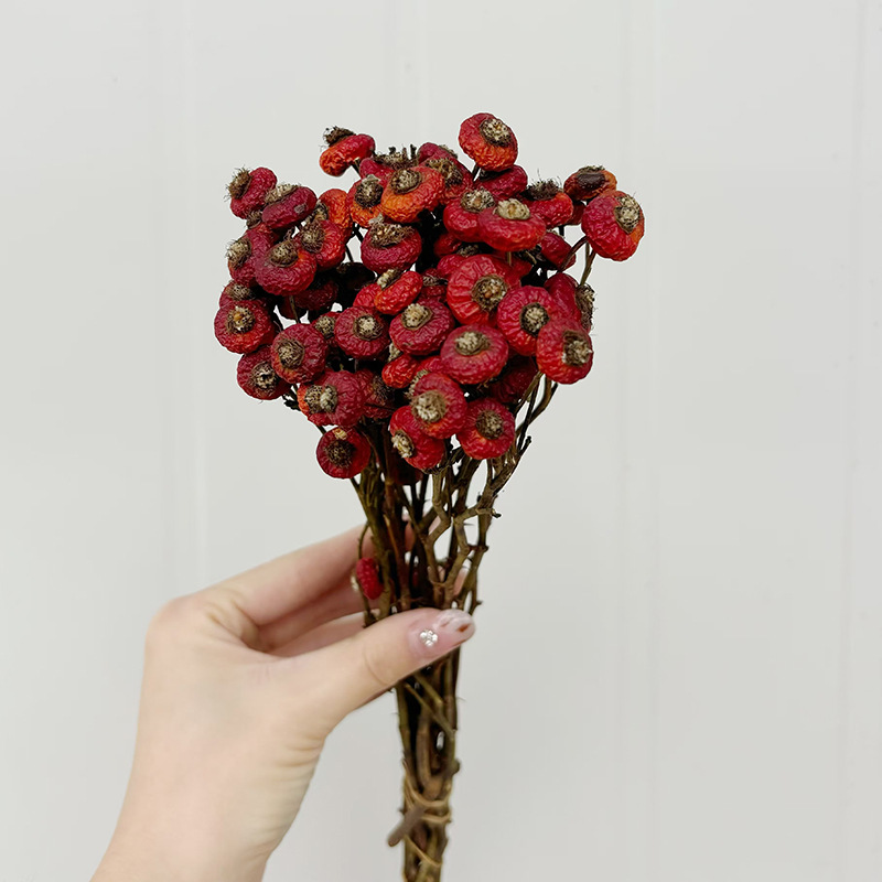 10pcs/Bunch Dried Rose Hip Ber - Dried Flower Bunch のレビューと価格