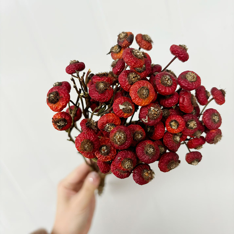 10pcs/Bunch Dried Rose Hip Ber - Dried Flower Bunch のレビューと価格