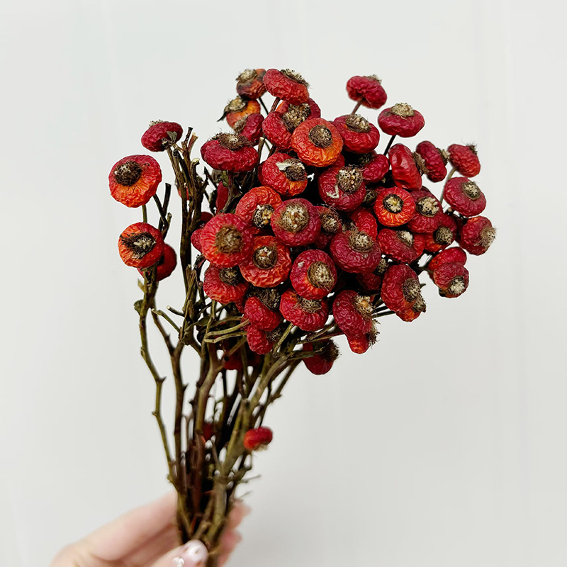 10pcs/Bunch Dried Rose Hip Ber - Dried Flower Bunch のレビューと価格
