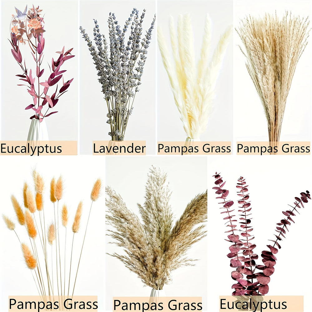 75PCS Dried Pampas Eucalyptus  - Dried Flower Bunch のレビューと価格