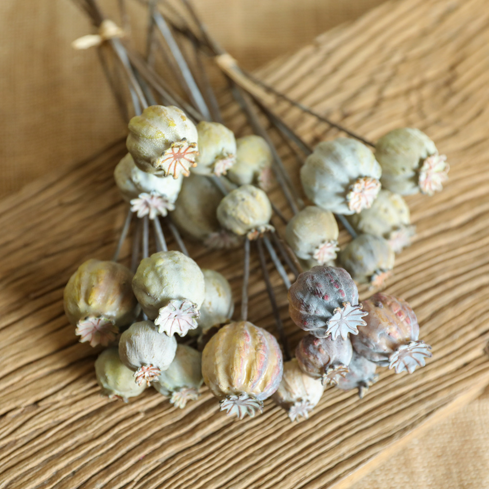6Heads Poppies Fruit Dried Flo - Dried Flower Bunch のレビューと価格