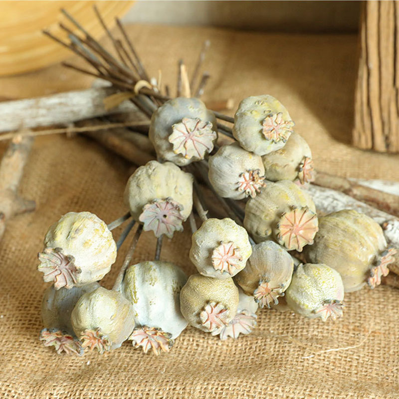 6Heads Poppies Fruit Dried Flo - Dried Flower Bunch のレビューと価格