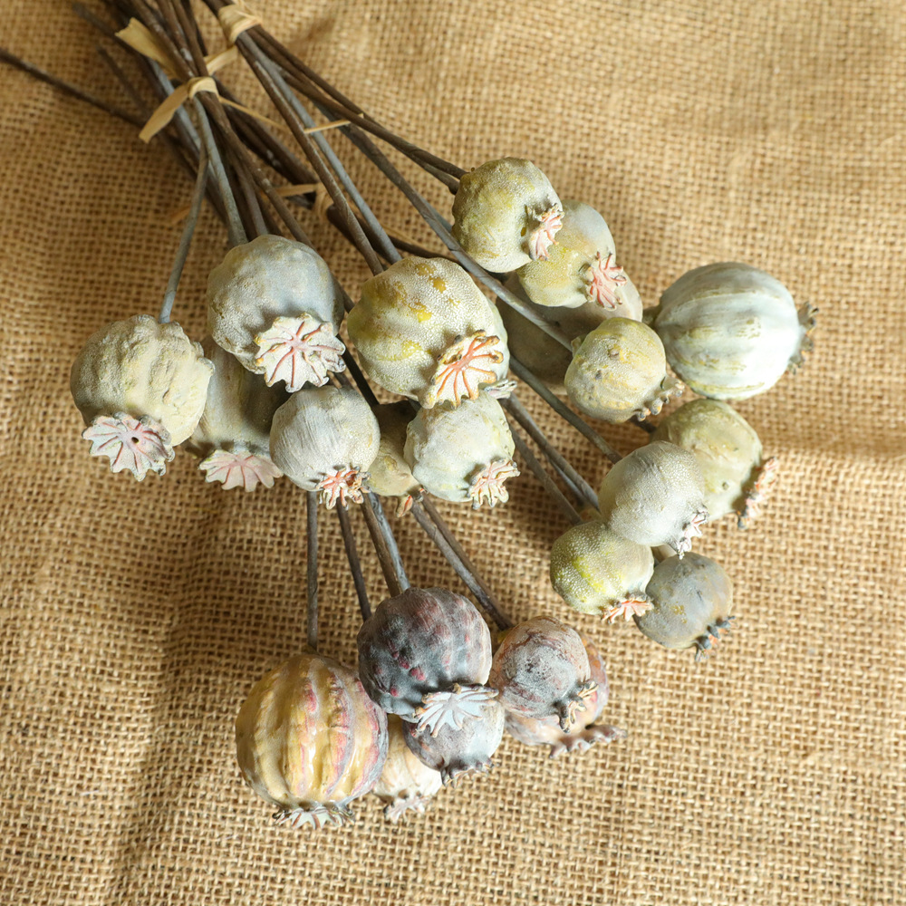 6Heads Poppies Fruit Dried Flo - Dried Flower Bunch のレビューと価格