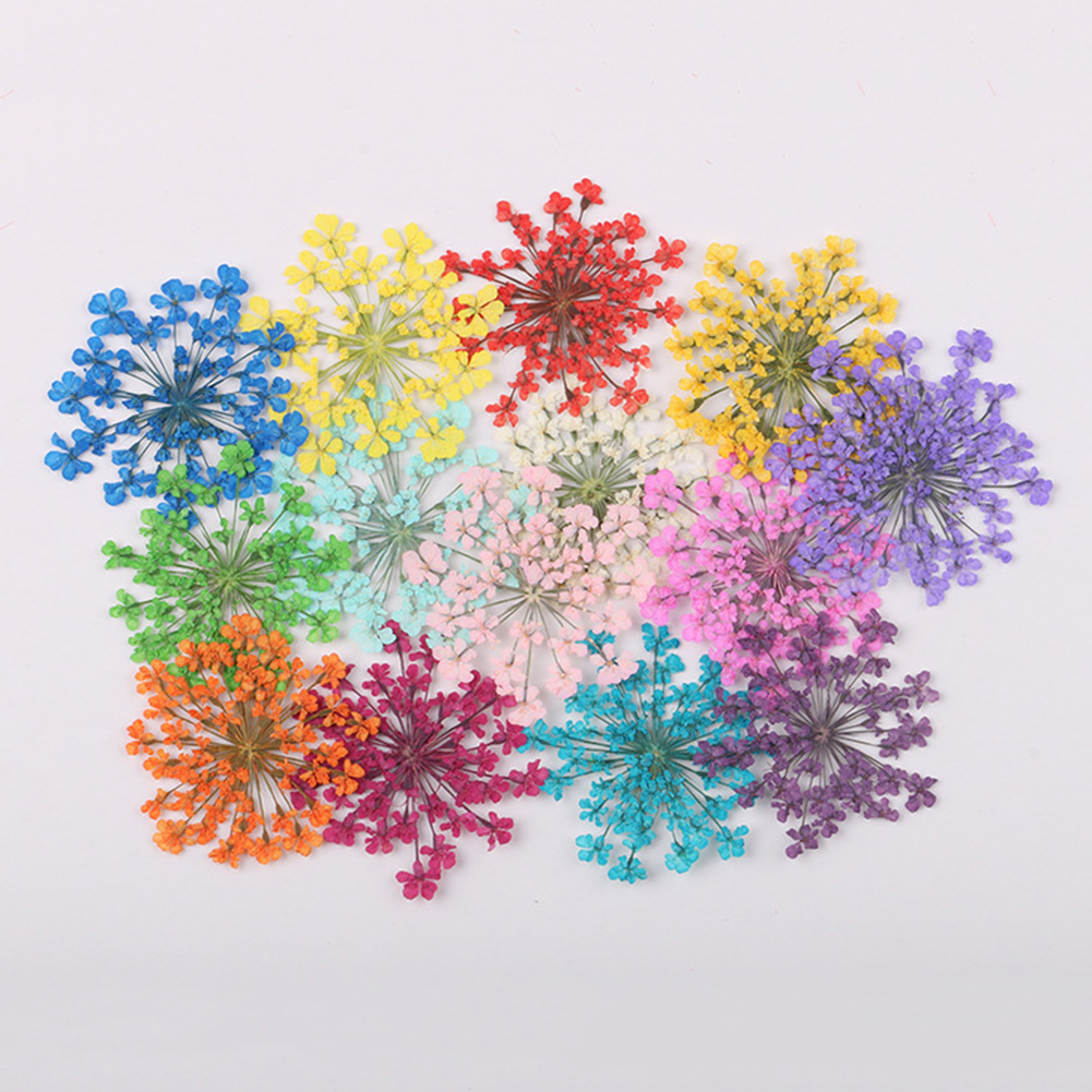 100Pcs Natural Plant Dried Flo - Dried Flower Bunch のレビューと価格