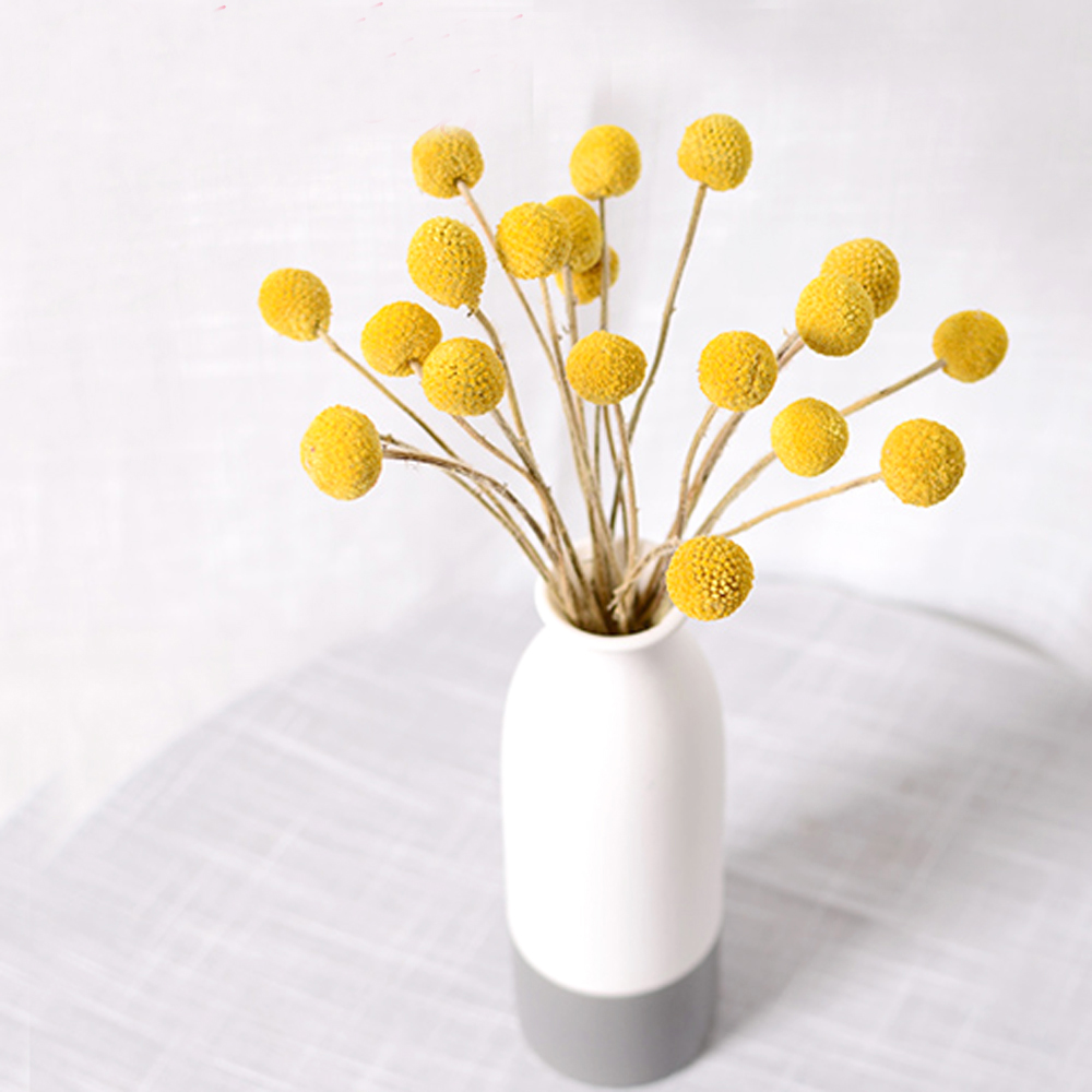 20pcs Natural dried Craspedia  - Dried Flower Bunch のレビューと価格