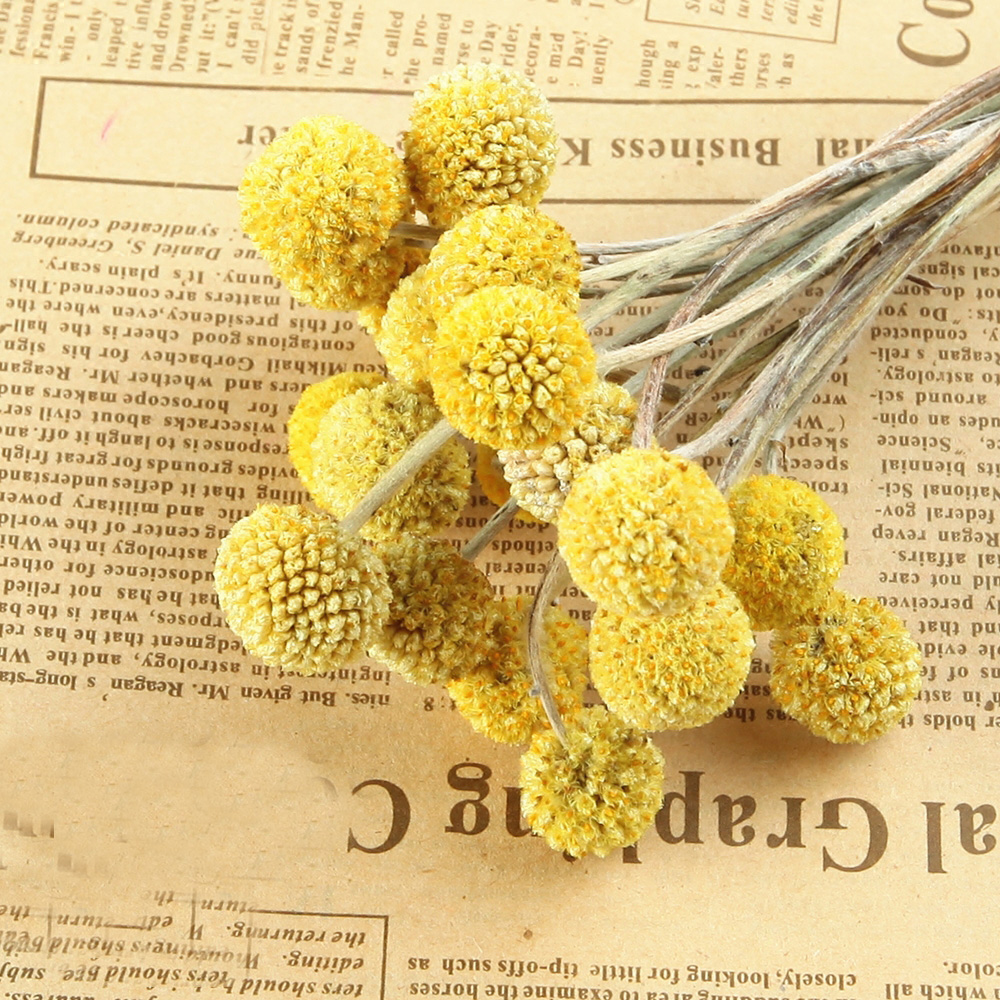 20pcs Natural dried Craspedia  - Dried Flower Bunch のレビューと価格
