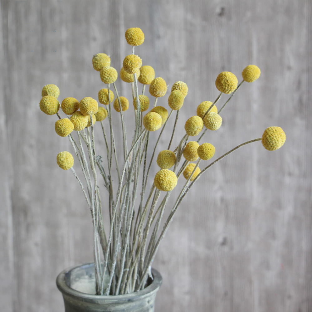 20pcs Natural dried Craspedia  - Dried Flower Bunch のレビューと価格