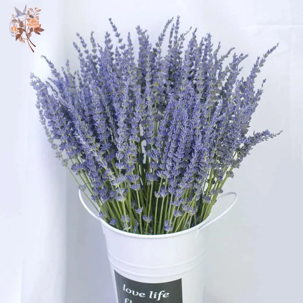 50g Natural Dried Lavender Bou - Dried Flower Bunch のレビューと価格