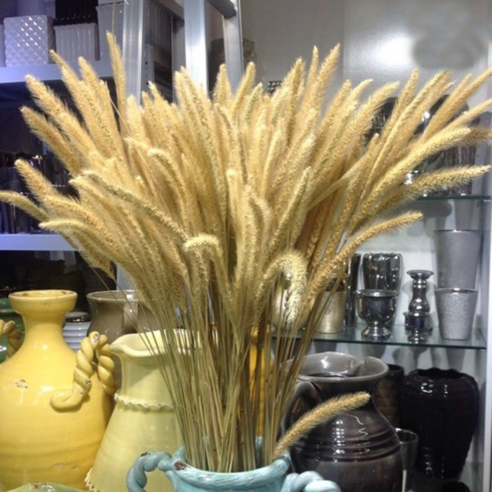 200pcs natural dried Lagurus o - Dried Flower Bunch のレビューと価格
