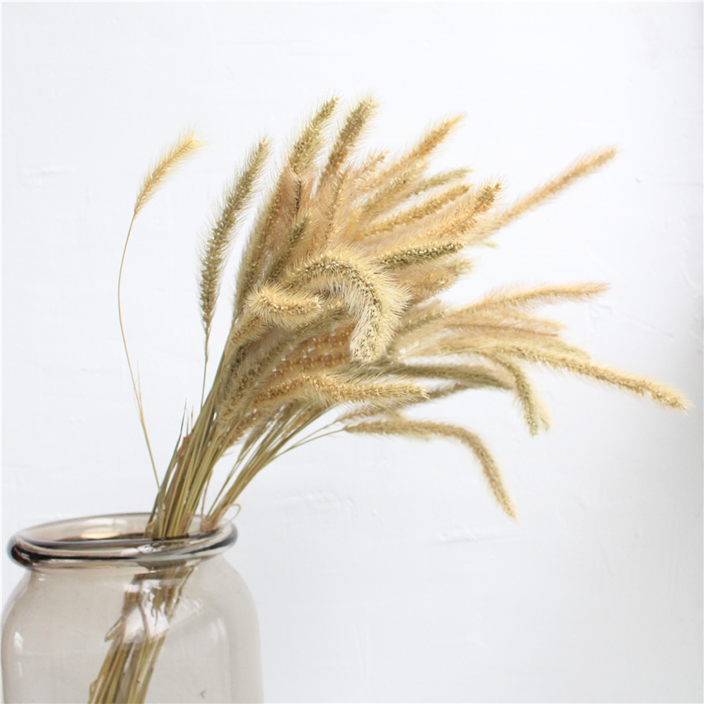 200pcs natural dried Lagurus o - Dried Flower Bunch のレビューと価格