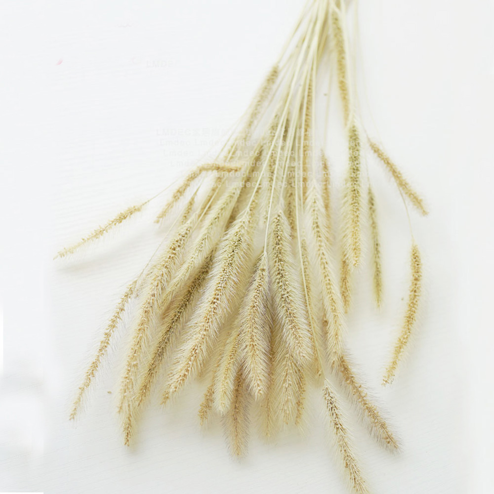 200pcs natural dried Lagurus o - Dried Flower Bunch のレビューと価格
