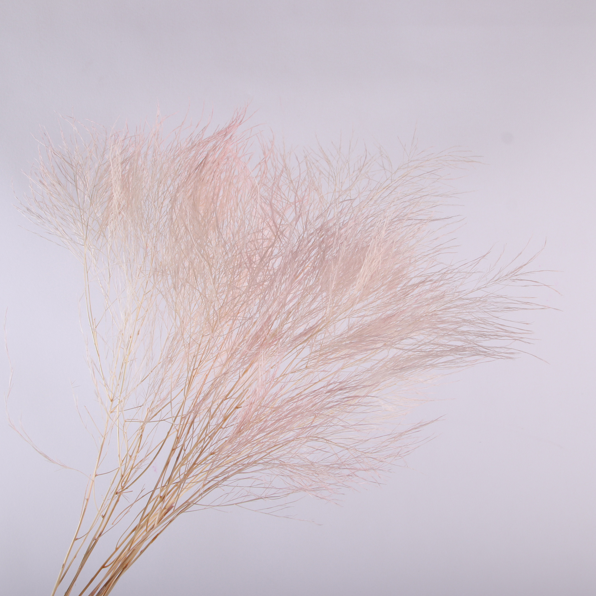 10pcs/bunch Dried Flower Bouqu - Dried Flower Bunch のレビューと価格