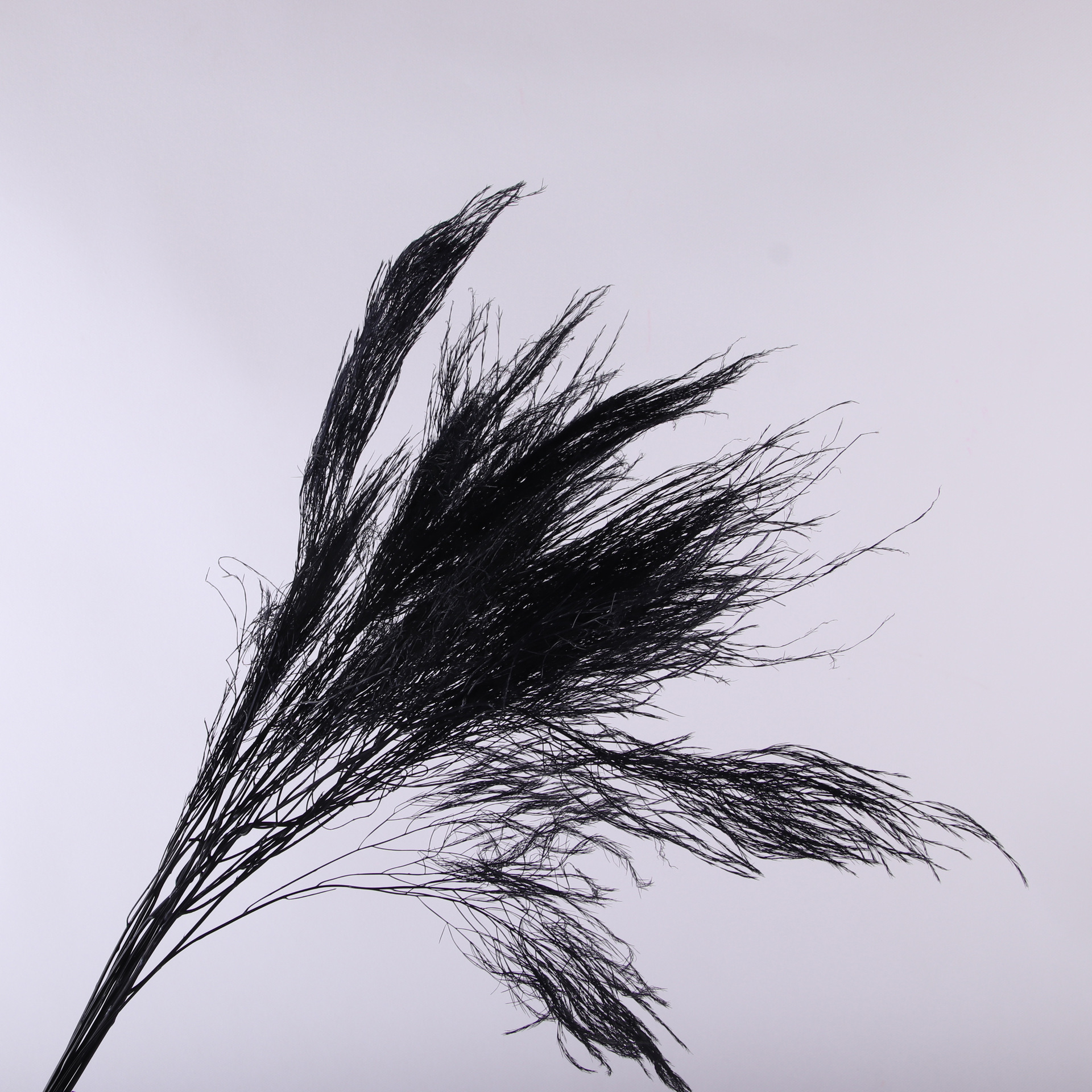 10pcs/bunch Dried Flower Bouqu - Dried Flower Bunch のレビューと価格