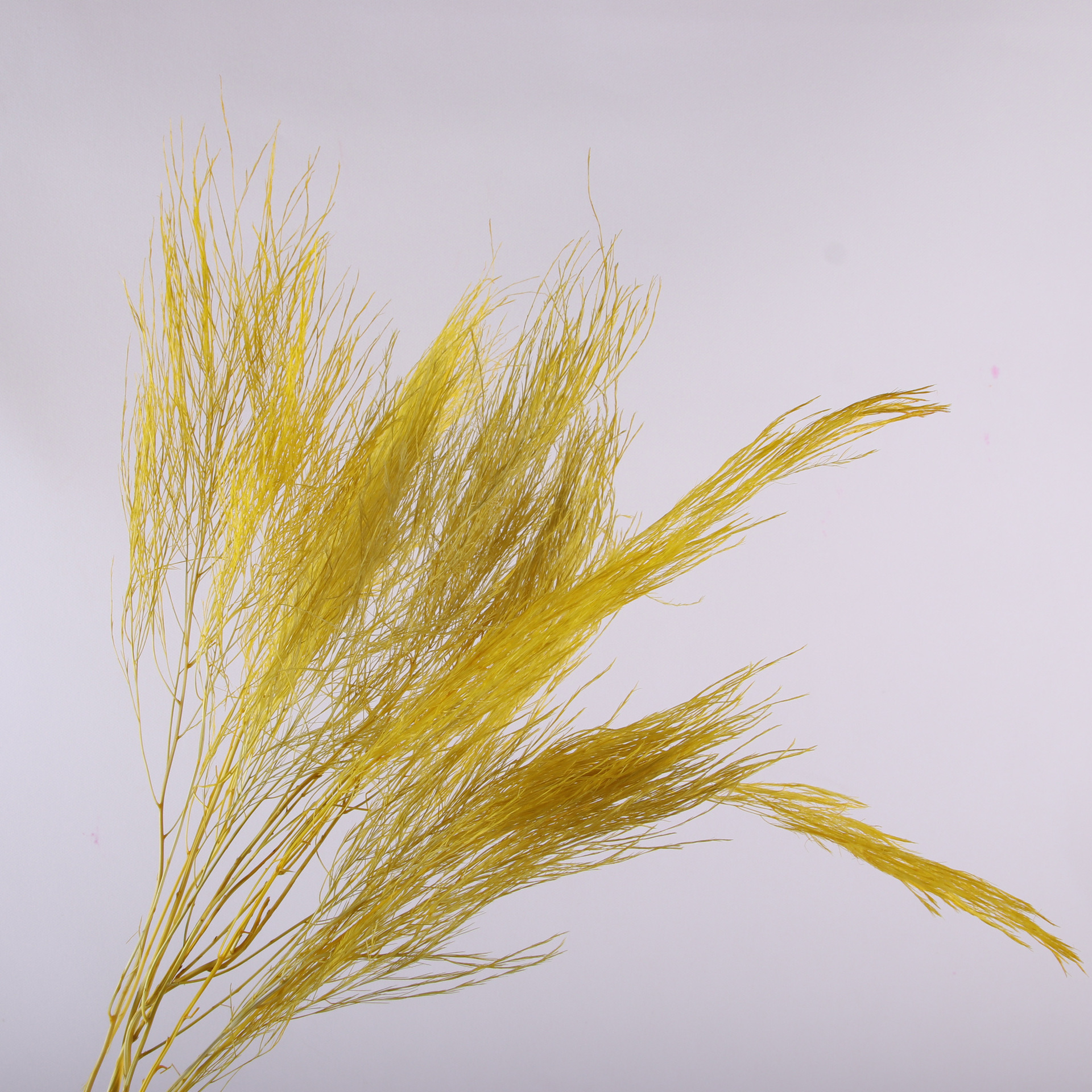 10pcs/bunch Dried Flower Bouqu - Dried Flower Bunch のレビューと価格